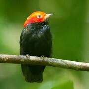 Manakin à tête rouge