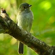 Pale-bellied Tyrant-Manakin