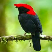 Helmeted Manakin