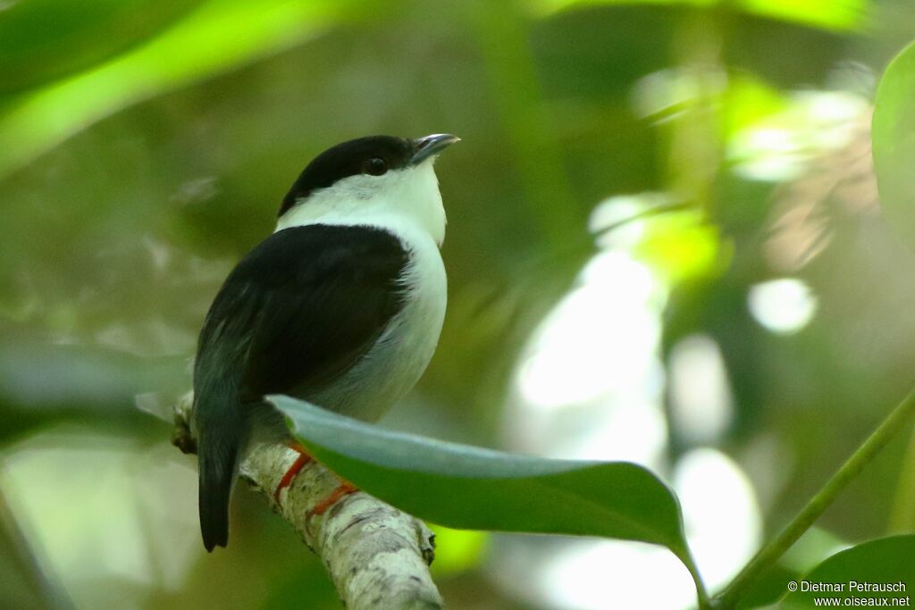 White-bearded Manakin male adult