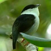 White-bearded Manakin