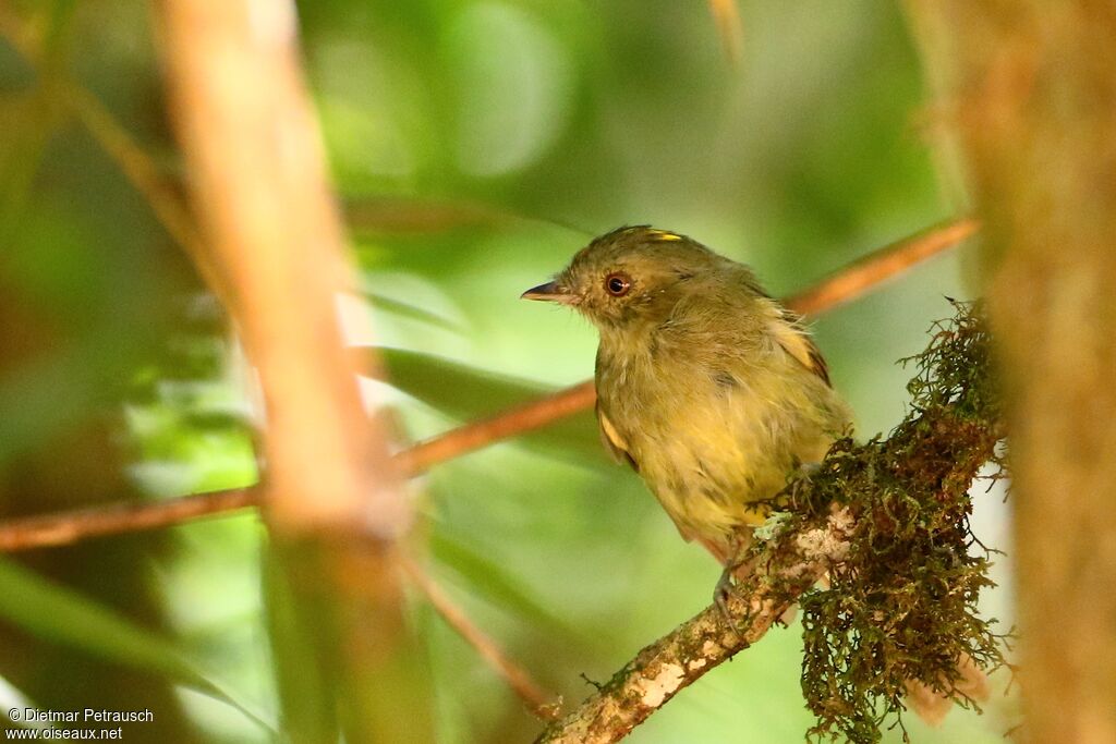 Serra do Mar Tyrant-Manakinadult