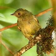 Serra do Mar Tyrant-Manakin