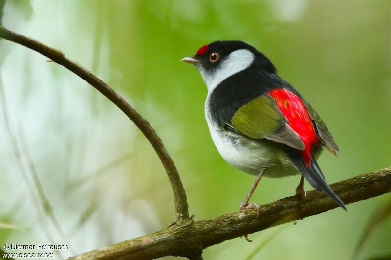 Pin-tailed Manakin male adult