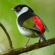 Pin-tailed Manakin