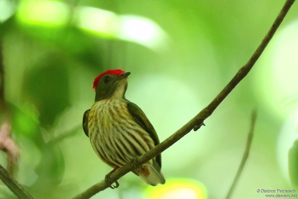 Manakin rubis mâle adulte