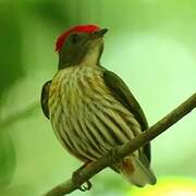 Kinglet Manakin