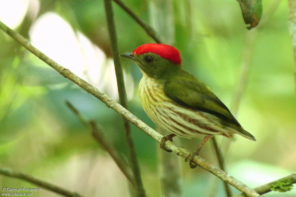 Kinglet Manakin male adult