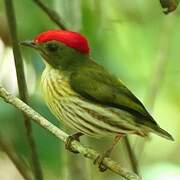 Kinglet Manakin