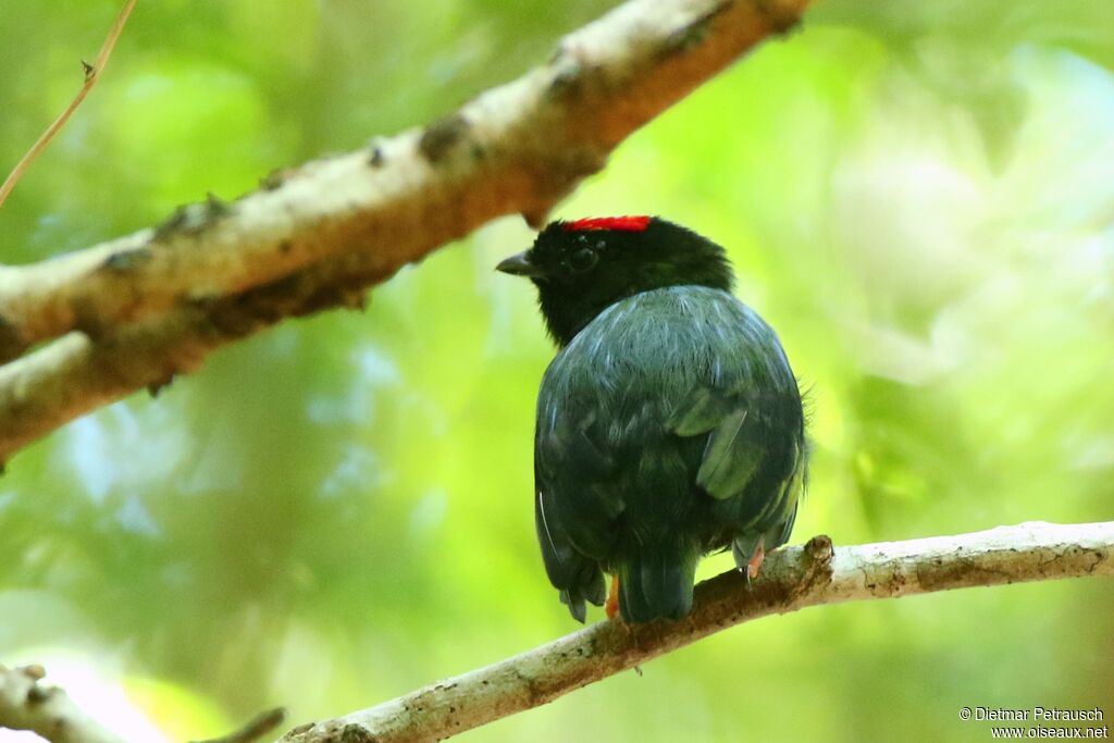 Blue-backed Manakin male adult