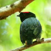 Blue-backed Manakin