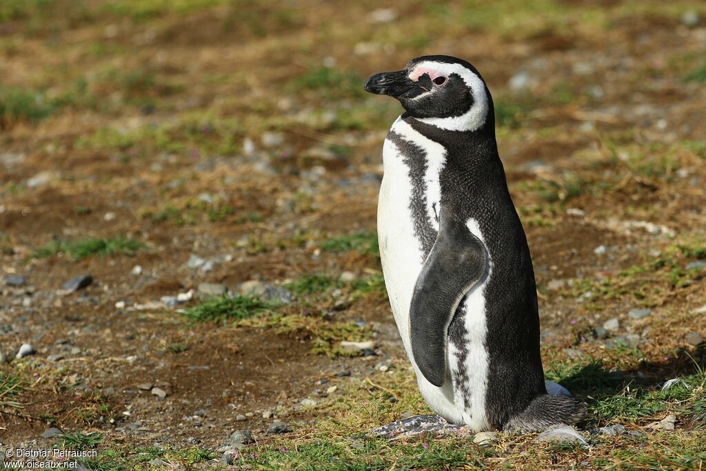 Magellanic Penguinadult