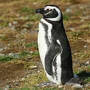 Magellanic Penguin