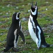 Magellanic Penguin