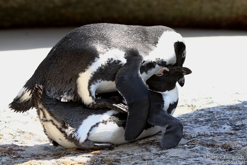 African Penguinadult, mating.