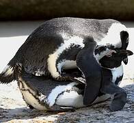 African Penguin