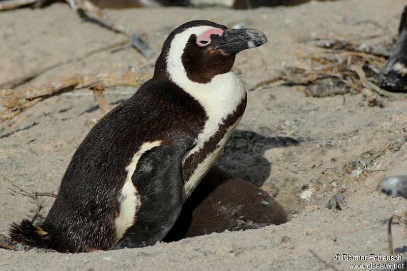 African Penguinadult, Reproduction-nesting