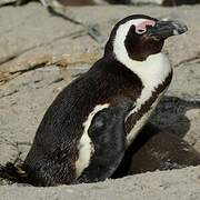 African Penguin