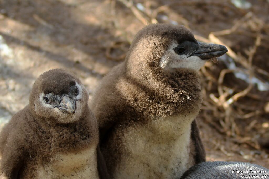 African PenguinPoussin