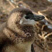 African Penguin