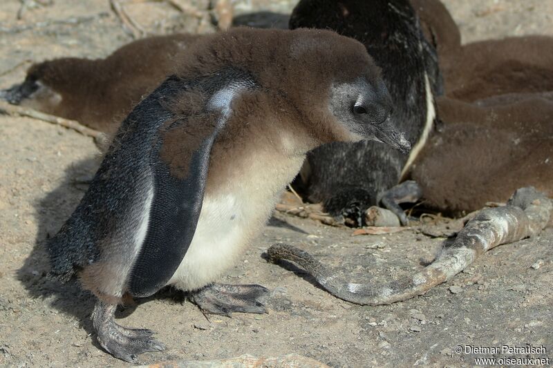 African Penguinimmature, moulting