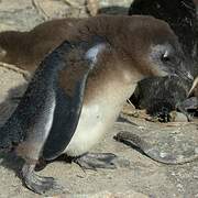 African Penguin