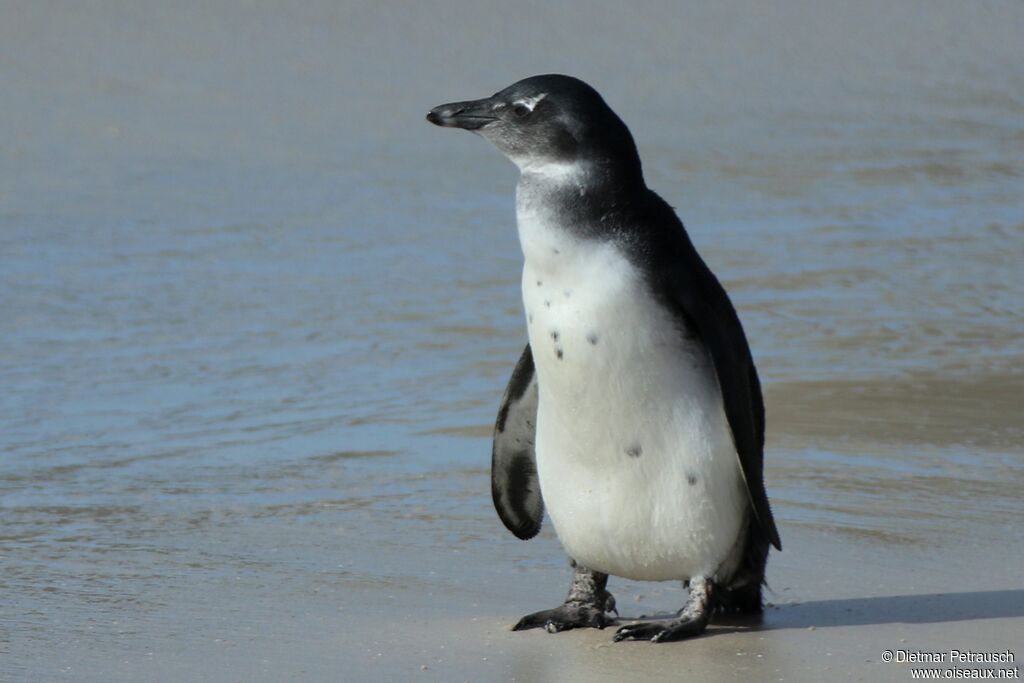 African Penguinimmature