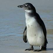 African Penguin