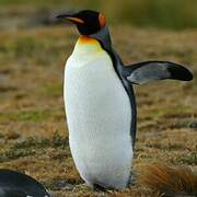 King Penguin