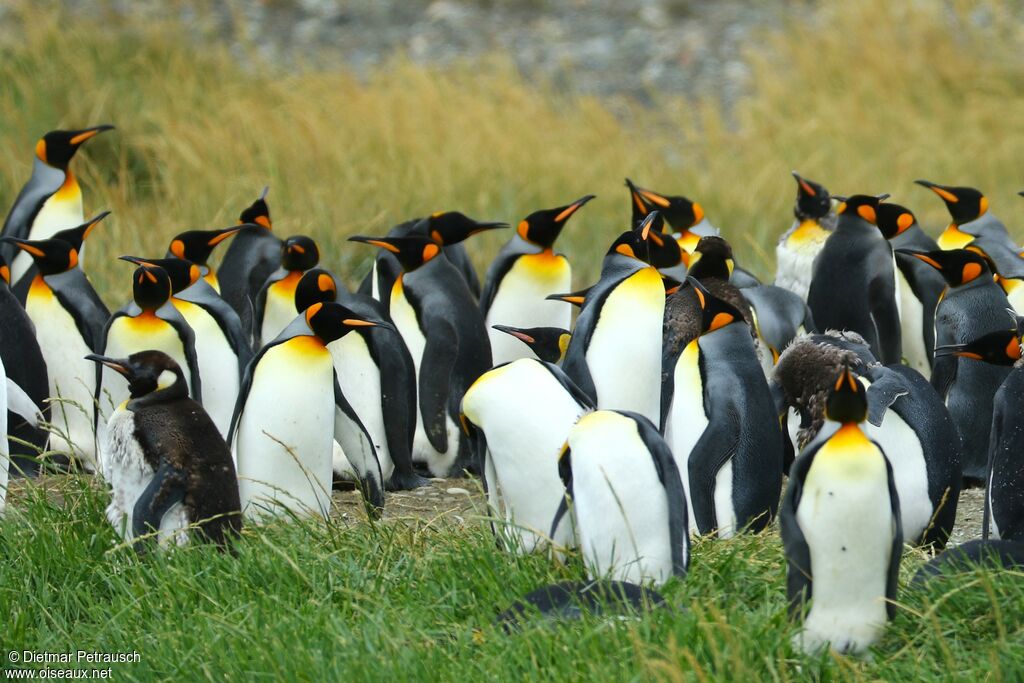 King Penguin