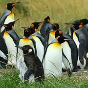 King Penguin