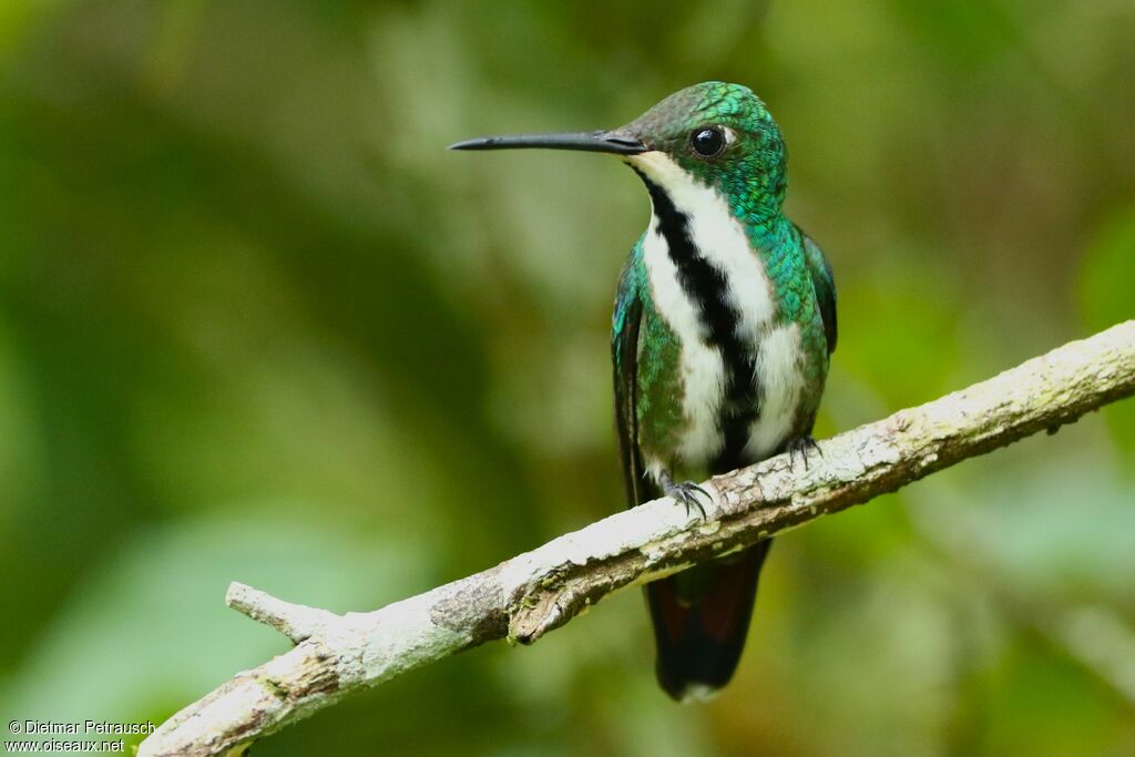 Black-throated Mango female adult