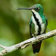 Black-throated Mango