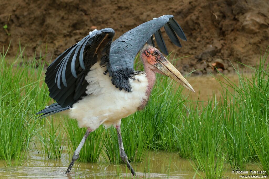 Marabou Storkadult