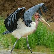 Marabou Stork