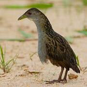 Ash-throated Crake