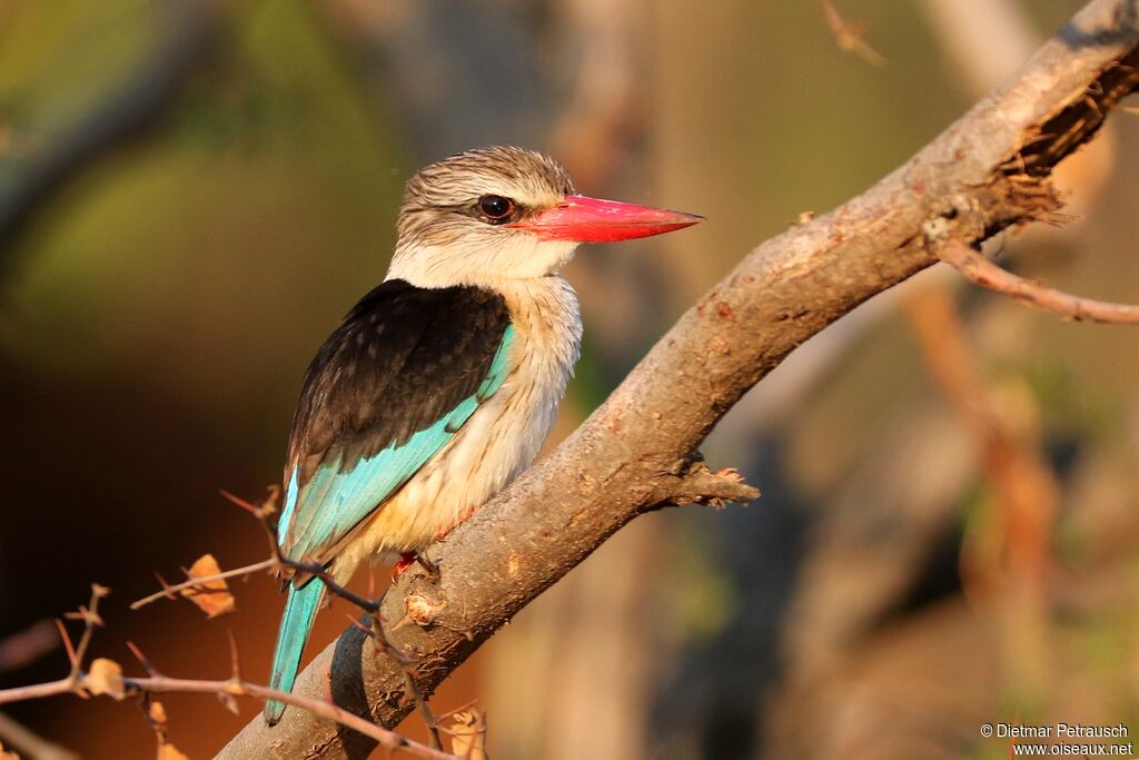 Brown-hooded Kingfisheradult