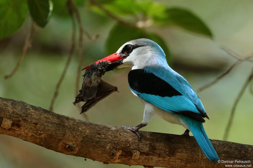 Martin-chasseur du Sénégaladulte, identification, régime, mange