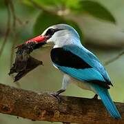 Woodland Kingfisher