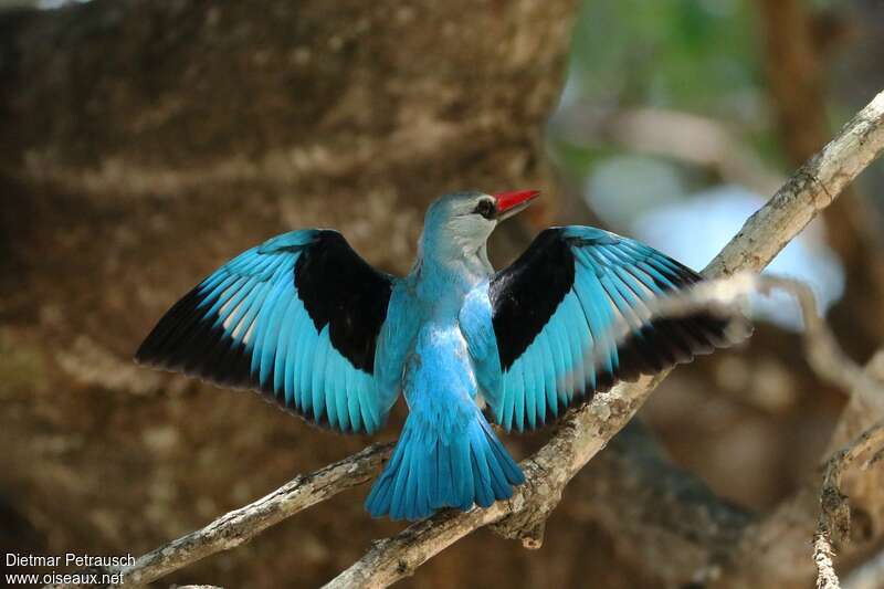 Woodland Kingfisher male adult, pigmentation, courting display, Behaviour