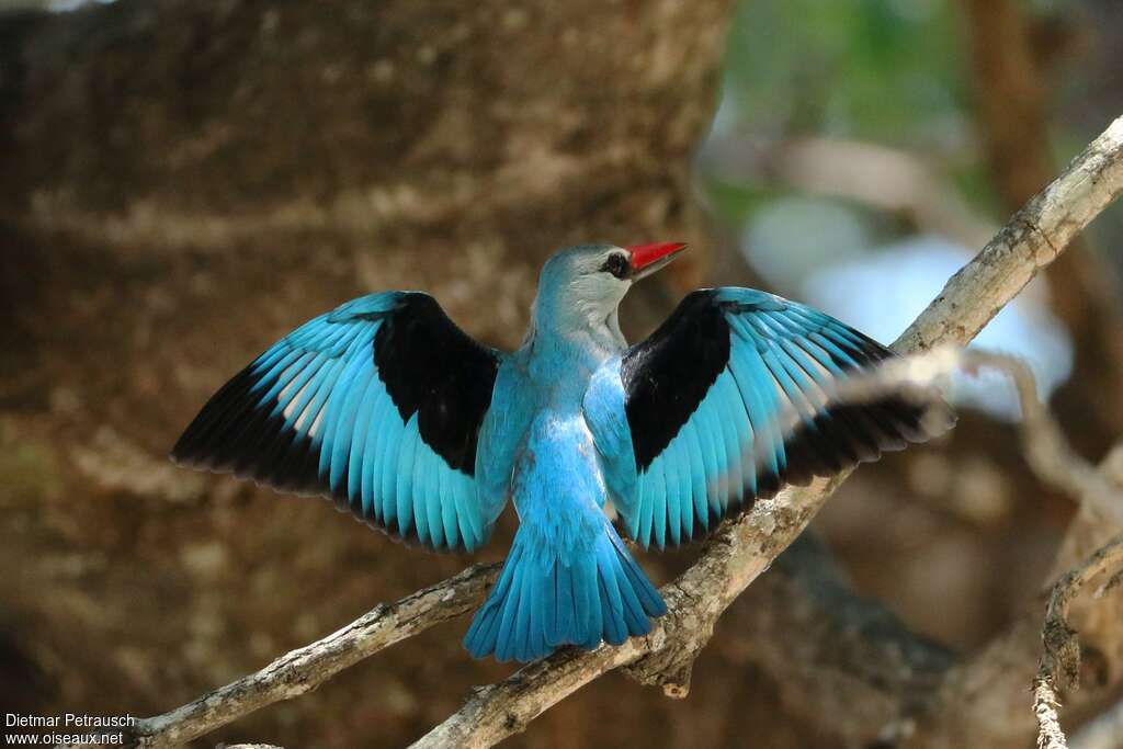 Woodland Kingfisher male adult, pigmentation, courting display, Behaviour