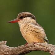 Striped Kingfisher