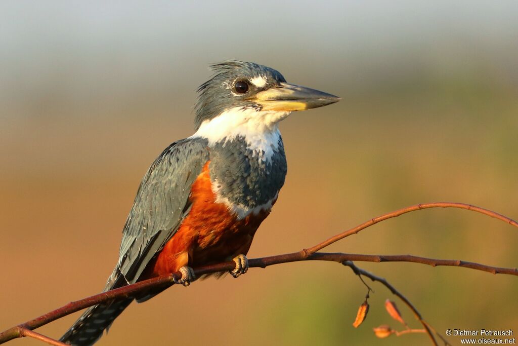 Martin-pêcheur à ventre roux femelle adulte, identification