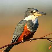 Ringed Kingfisher