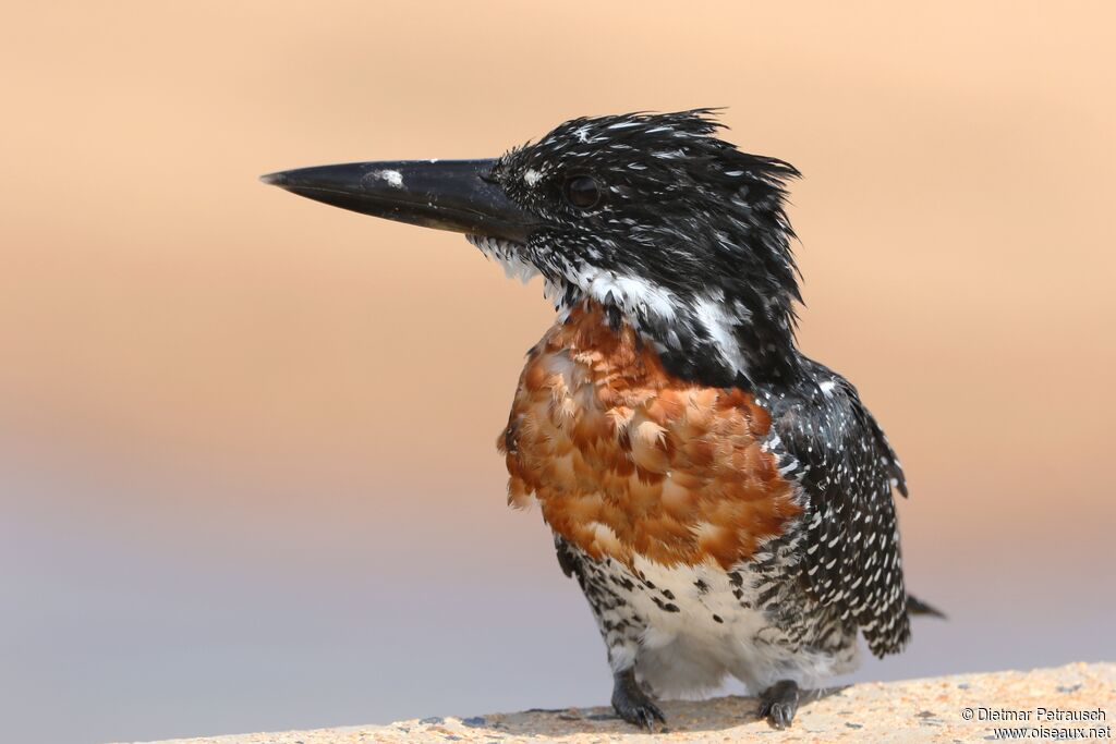 Giant Kingfisher male adult