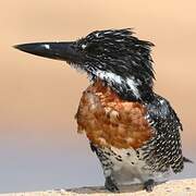 Giant Kingfisher