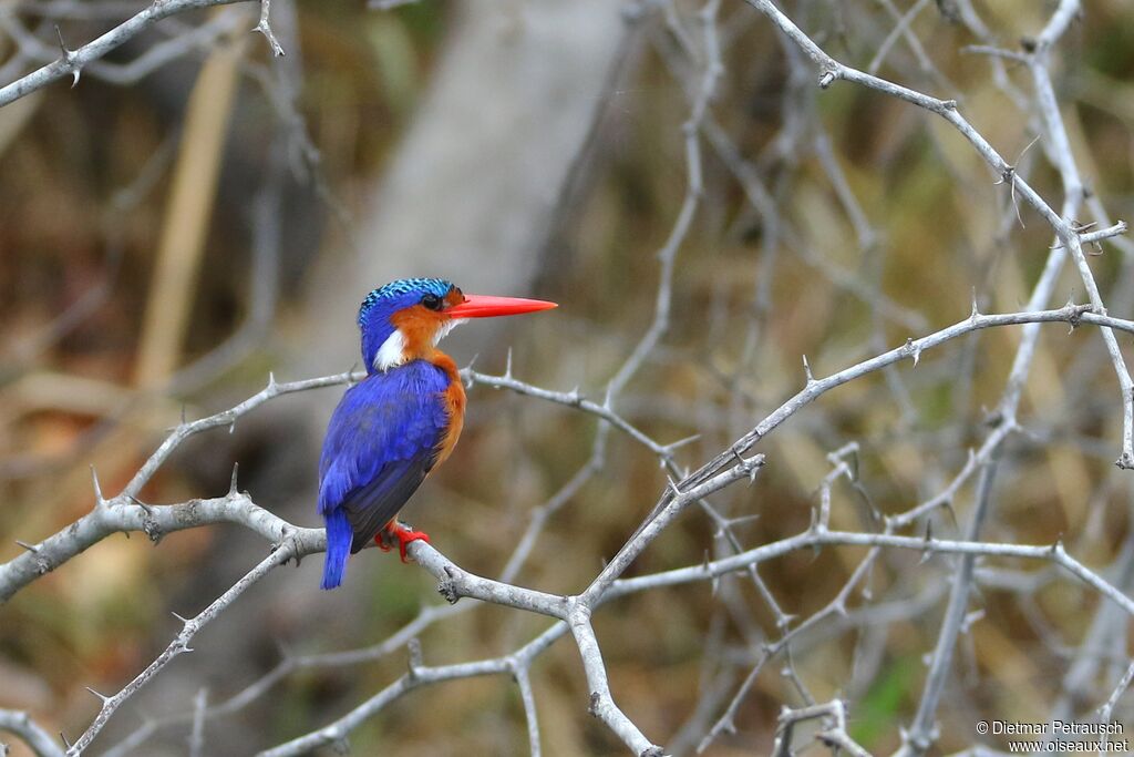 Malachite Kingfisheradult