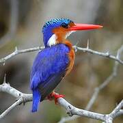 Malachite Kingfisher