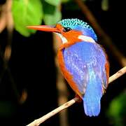 Malachite Kingfisher