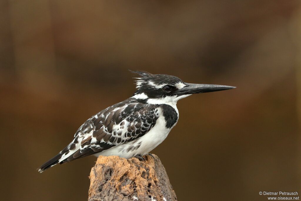 Pied Kingfisher female adult